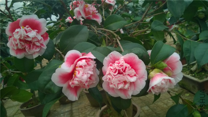 ������ (1).jpg