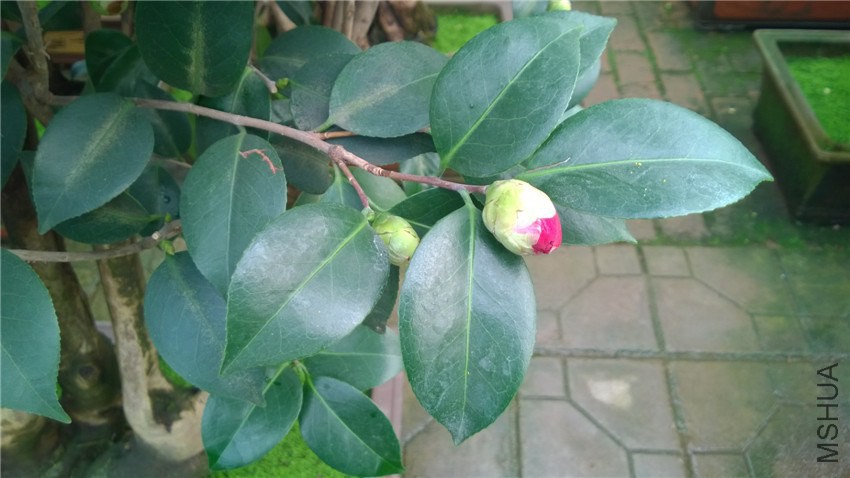 ������� (2).jpg