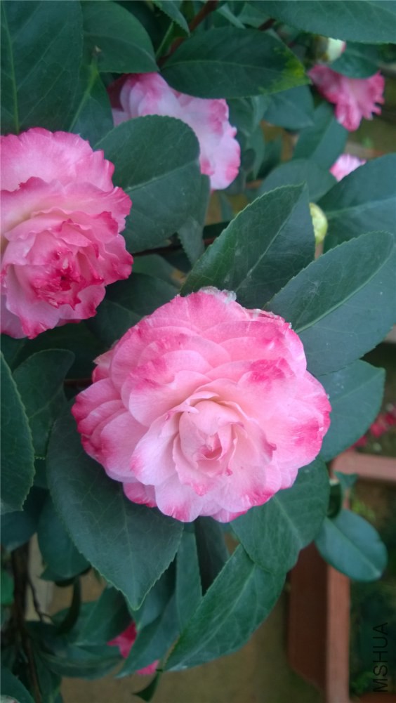 ��ã�Ĵ��� (1).jpg