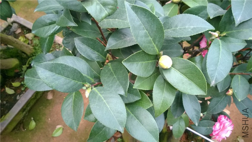 ��ã�Ĵ��� (2).jpg