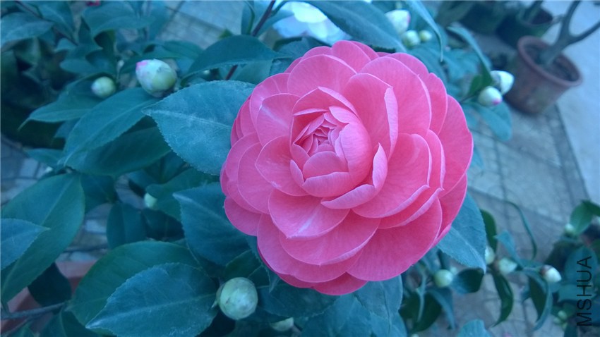 ����2 (1).jpg