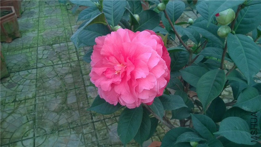 ���˽�1 (1).jpg