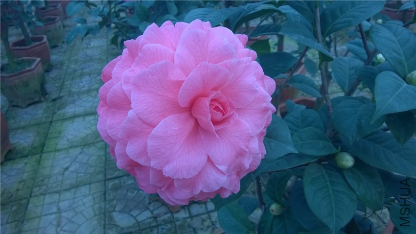 ���˽�3 (1).jpg