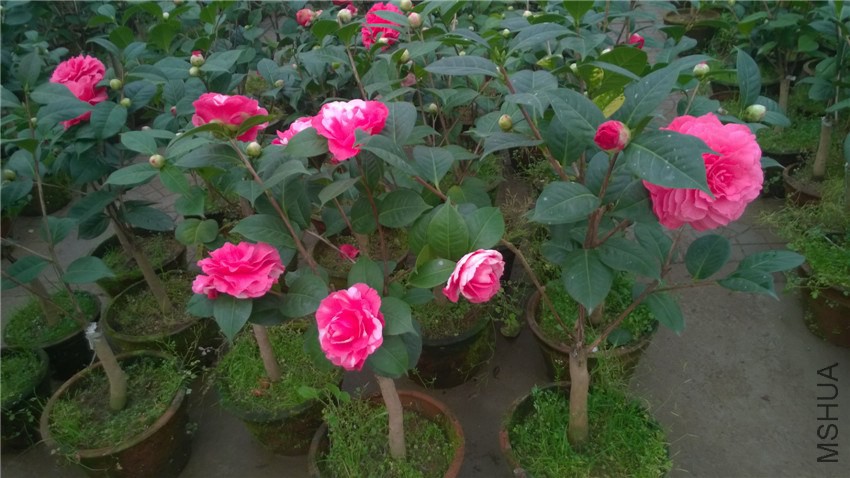 ���˽�A (1).jpg