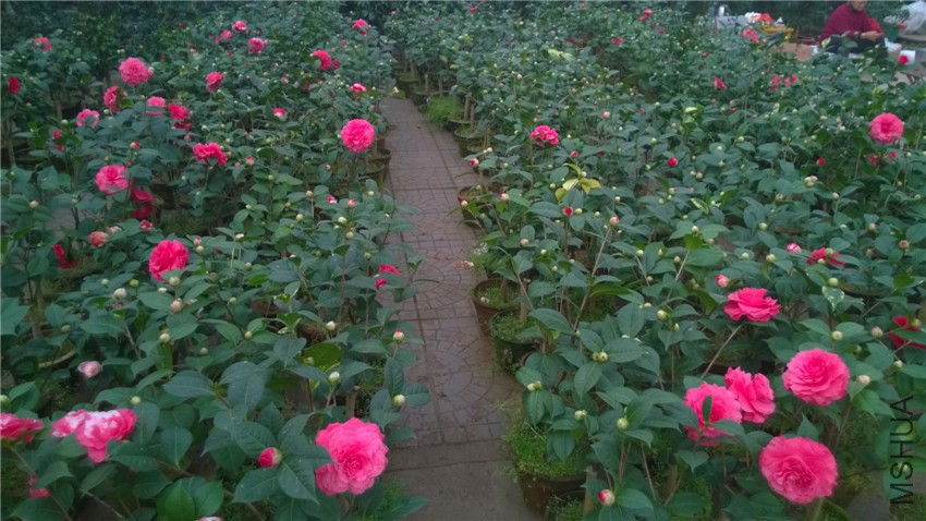 ���˽�A (2).jpg