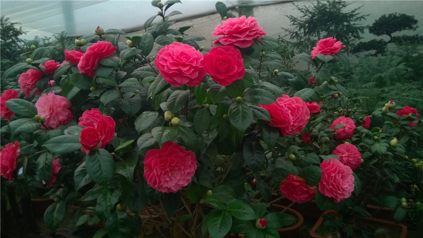 ���˽�AA (1).jpg