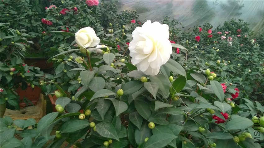 ����2 (1).jpg