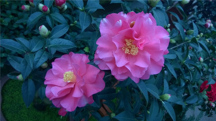 �������� (1).jpg