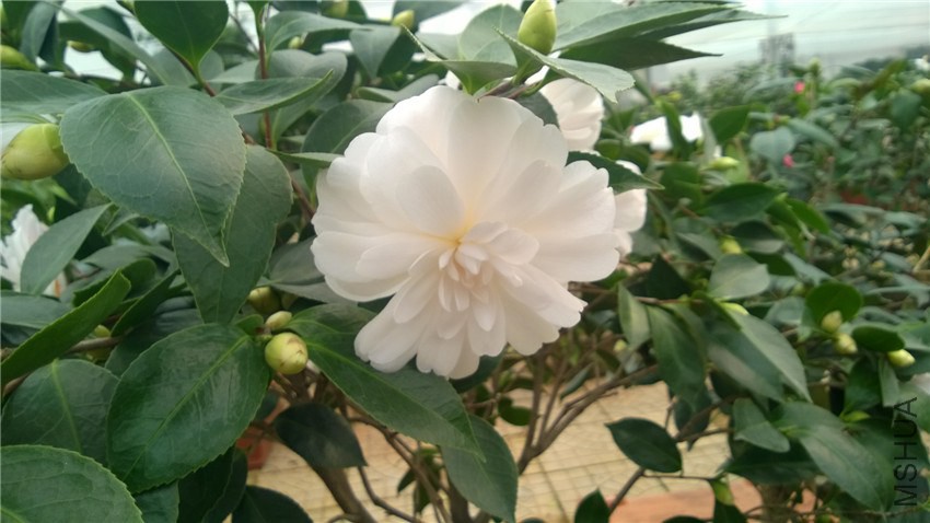 ���� (1).jpg