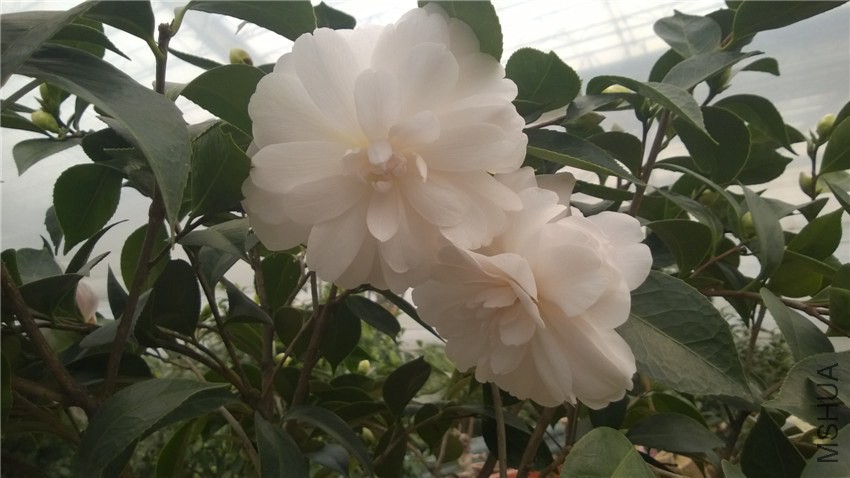 ���� (4).jpg