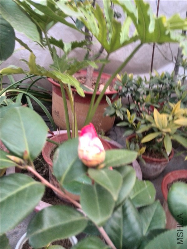 IMG_20150114_075618.jpg
