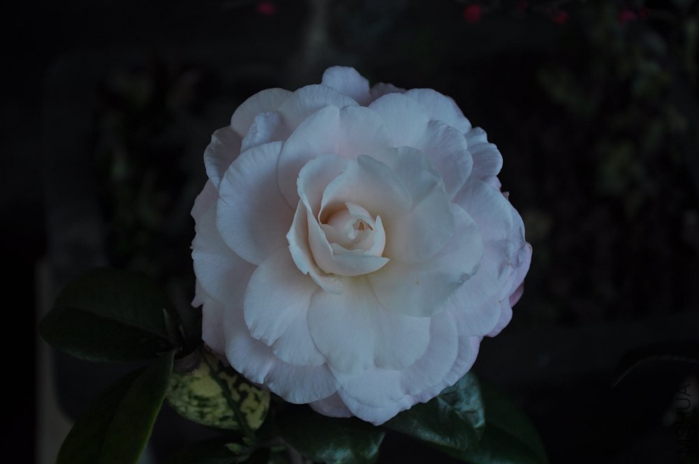 ��ʯ (13).JPG