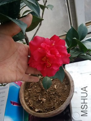 �̼�˵��ħ����