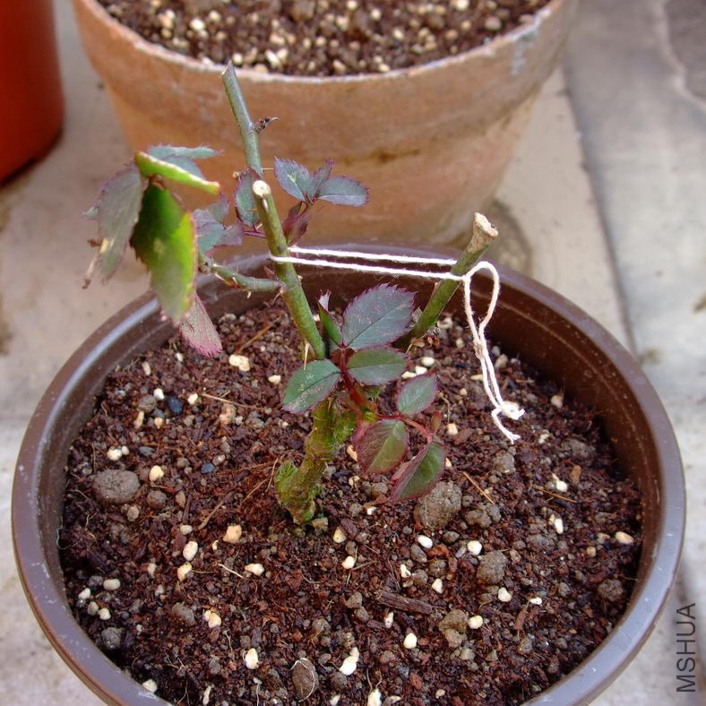DSCF70580.jpg