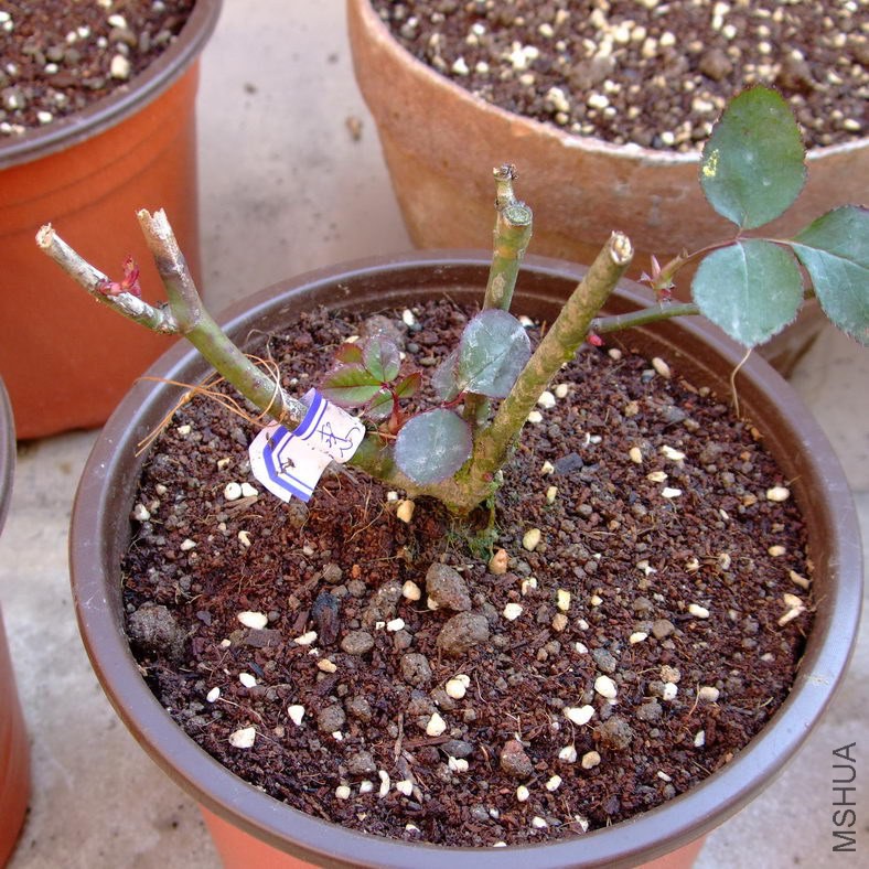 DSCF70330.jpg