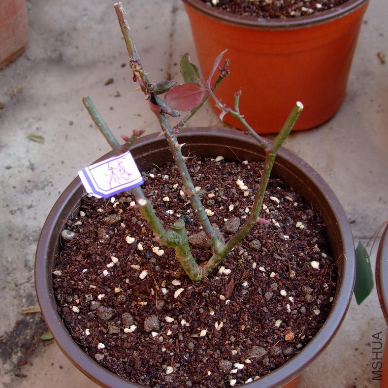 DSCF70350.jpg