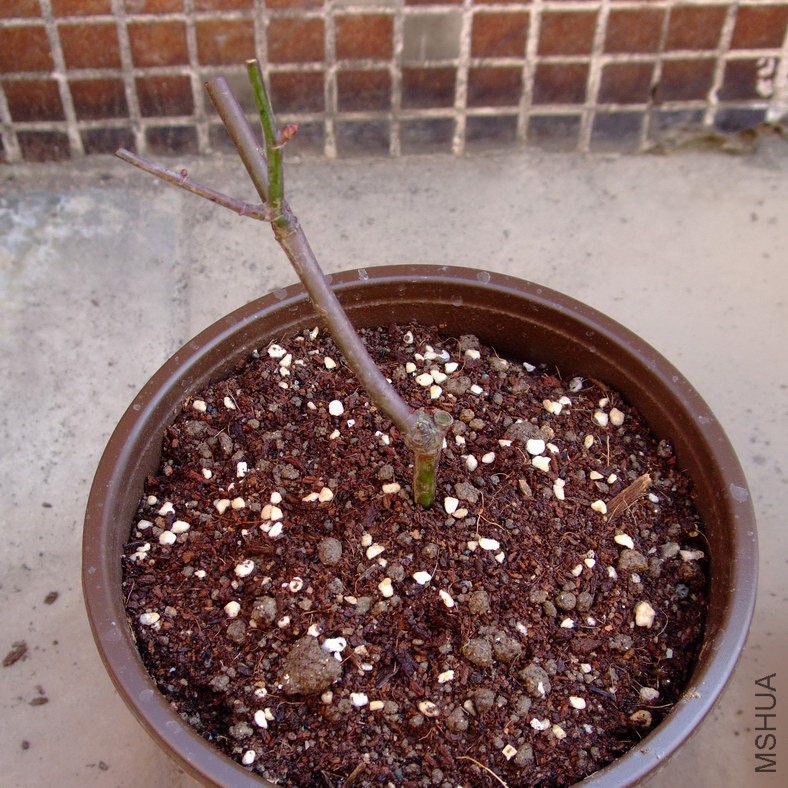 DSCF70420.jpg
