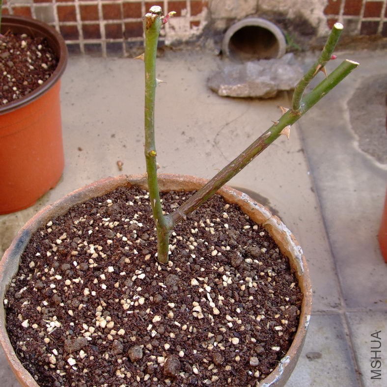 DSCF70500.jpg