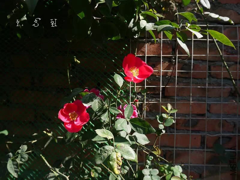 psb (8).jpg