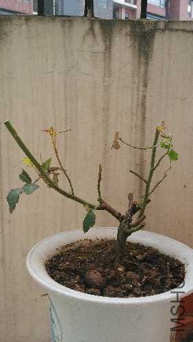 IMG_20150120_085222.jpg