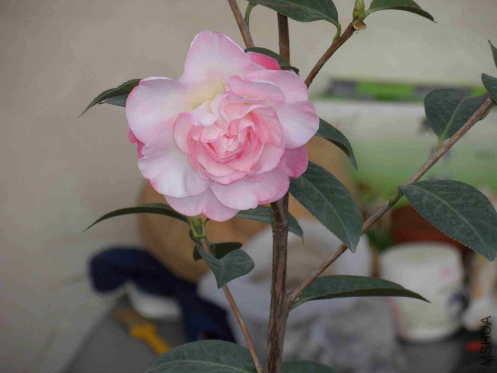 ѩ��