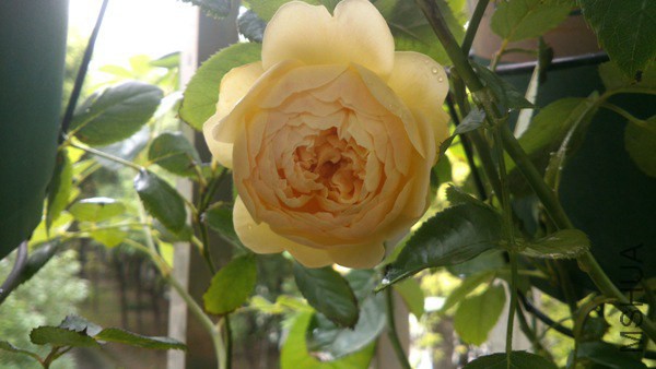DSC_0236.jpg