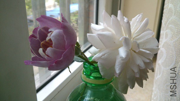 ��֬��