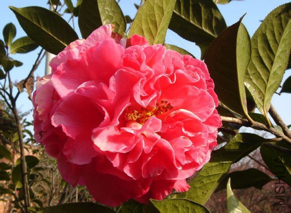 1.����Camellia reticulata ��Chudie�� Ҷ��Բװ�����Σ���6-10cm����4-5.5cm,�ȶ˽��⣬������Ш�Σ�Ҷ�� ...