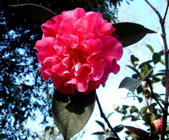 2.���۲�Camellia reticulata ��Chuxiong Camellia�� Ҷ��Բ״��Բ�Σ���8-10cm,��3.5-4.5cm���ȶ˽��⣬�� ...
