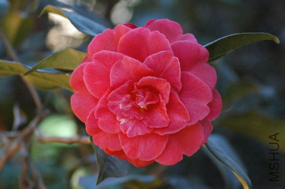 3.¹�Ǵ�Camellia reticulata ��Luchengchun�� Ҷ����Բ�Σ���8-12cm����4.5-6cm���ȶ˴��⣬����һ������ ...