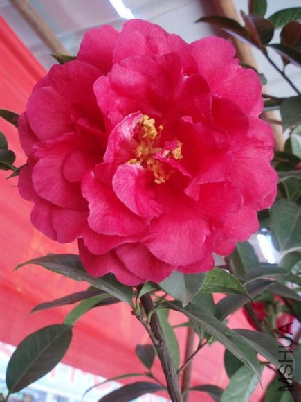 4.���Camellia reticulata ��Guomei�� Ҷ����Բ�Σ���8-9cm����4.5-5cm���ȶ˽��⣬������Ш�Ρ���ĵ���� ...