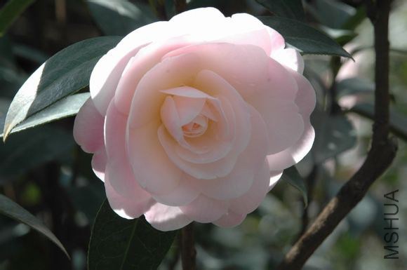 5��ͯ����Camellia reticulate��Tongzimiang�� ���ϳ������в軨Ʒ�֡�Ҷ����Բ������Բ״��Բ�Σ��ȶ˶�Բ ...