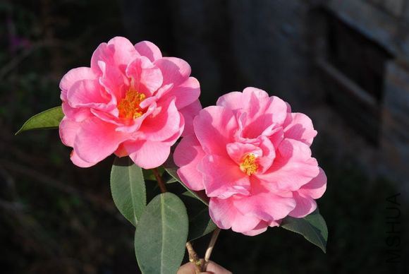 6.����Camellia reticulata ��Donglin�� Ҷ����Բ�Σ����ʣ���6-8cm����2.5-3.5cm���ȶ˴��⣬����Ш�Σ��� ...