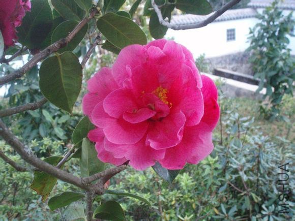 7.ɫ��Camellia reticulata ��Seben�� Ҷ��Բ״Բ�Σ���7-9cm����3.5-5.5cm���ȶ˴��⣬������Ш�Σ���Ҷ�� ...