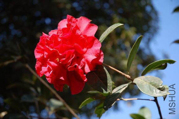 8.��֬Camellia reticulata ��Carmine�� Ҷ����Բ�Σ���9-10cm����5-6cm��Ҷ�����ԣ��ȶ˽��⣬������Բ�� ...