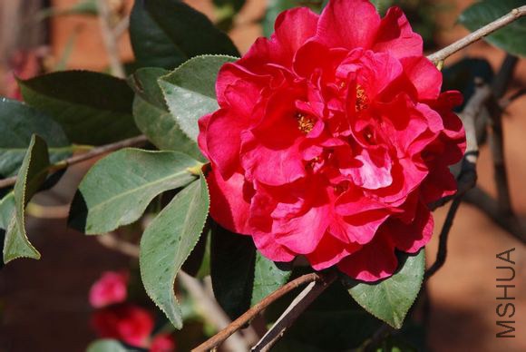 9.��� Camellia reticulata ��Zehe�� Ҷ��Բ������Բ״��Բ�Σ���7-9cm����5��6cm���ʺ��ȶ˽��⣬���� ...