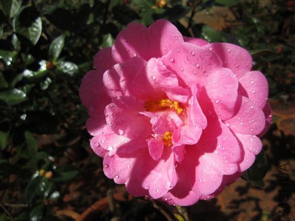 10.��ϪCamellia reticulata ��Zixi�� Ҷ��Բ״�ѿ�������Բ�Σ���8-10cm,��4.5-5.5cm���ȶ˴��⣬������Ш ...