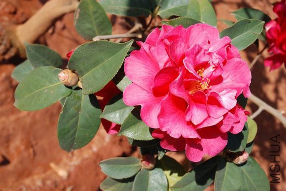 11.����Camellia reticulata ��Ziyan�� Ҷ����Բ�Σ���8-12cm����4.5-6.5cm���ȶ˽��⣬������Բ��Ҷ�ʺ� ...