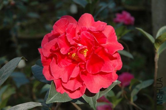 12.���۴�����Camellia reticulata��Chuxiong-Dali��  Ҷ����Բ������Բ״��Բ�Σ��ȶ˼��������⣬����Ш ...