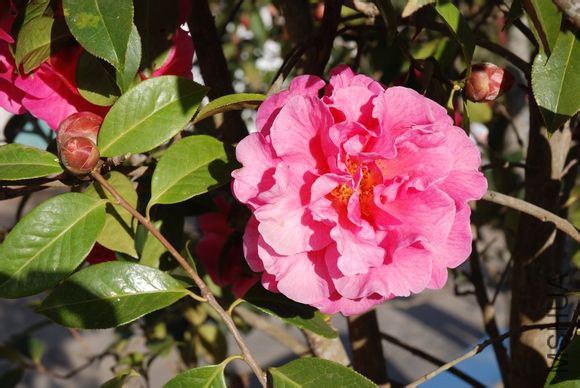 13.�ϱ�Camellia reticulata ��Zibao�� Ҷ��Բ�Σ����̣��ȶ˽��⣬����Ш�Σ���Եϸ���״��Ҷ��ƽ̹����6 ...