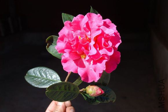 14.���Camellia reticulata ��Lingfeng�� Ҷ��Բ�Σ����̣��ȶ˽��⣬����Ш�Σ���Եϸ���״��Ҷ��߹��� ...