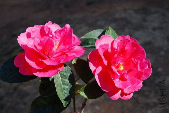15.�����Camellia reticulata ��Xiangguo�� Ҷ��Բ�Ρ����̣��ȶ˽��⣬����Ш�Σ���Եϸ���״��Ҷ��߹� ...