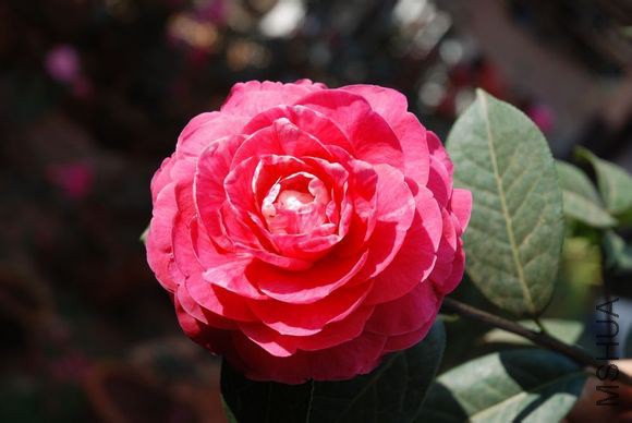 16.������Camellia reticulata ��Miyinu�� Ҷ��Բ�Ρ����ʣ���9��10.5CM����4.5��5.5CM���ȶ˽��⣬����խ ...