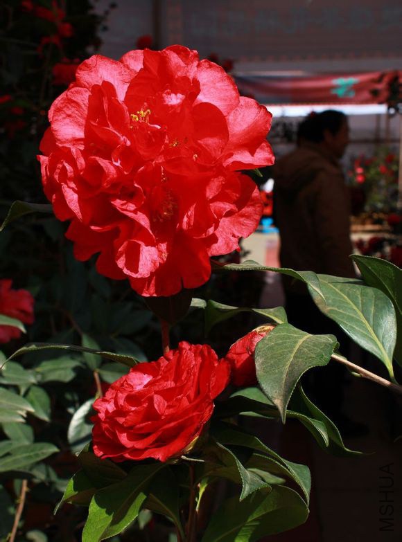 17.ޱϪ��Camellia reticulata ��Weixihong�� ����Ǿޱ�ͣ����ɫ������13��15�M������28��32ö��ҶƬ��Բ ...