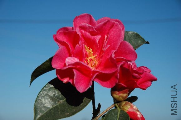 20.ʯɣCamellia reticulata��Shisang�� ����Ǿޱ�ͻ���ɢĵ���ͣ��Һ�ɫ������7.2��13�M������16��22ö��3 ...