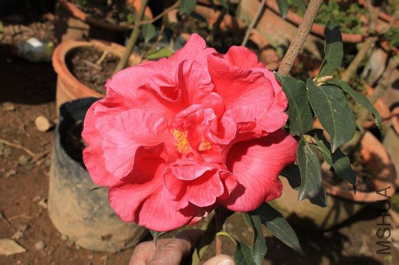 19.����Camellia reticulata��Xilin�� ������ɢĵ���ͣ��Һ�ɫ������11��13�M������19��21ö��ҶƬ���ͻ� ...