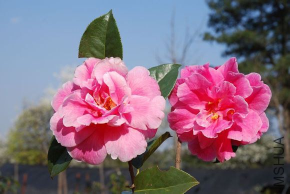 21.����Camellia reticulata��Zhaoqing�� ������ɢĵ���ͣ��Һ�ɫ������12��13�M������19��26ö��3��4���� ...