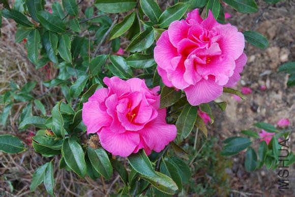 22.�ԨCamellia reticulata��Jiaoyuan�� ������ɢĵ���ͣ�ǳ�Һ�ɫ������9��12�M������20��22ö��3��4���� ...