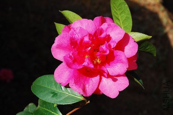 23.����Camellia reticulata��Zilian�� ��Ǿޱ�ͣ��Һ�ɫ������10��11�M������18��28ö��3��4������ƽ���� ...