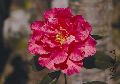 24.����Camellia reticulata��Lifang�� ������ɢĵ���ͣ��Һ�ɫ������10��12�M������18��26ö��3��4������ ...